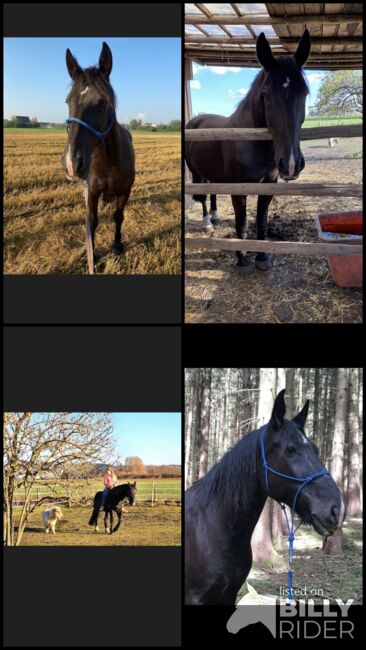 16 jähriger wallach, Tanja, Horses For Sale, Thannhausen , Image 5