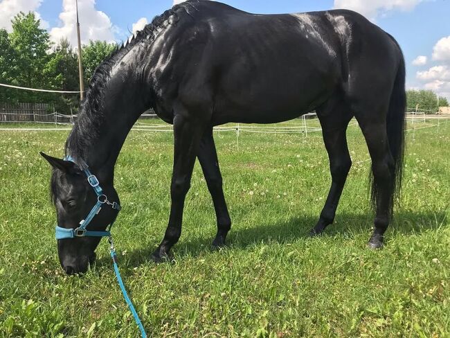 165 cm großer, 8-jähriger Wallach, Evelyn Pferdhod, Horses For Sale, Debrecen