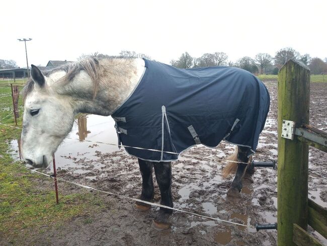 1680D KALTBLUT 50g Winter Regendecke blau 145 155 165 185cm Outdoordecke 5000mm, BTS Bywater International Clothing 1680D Kaltblut Winter Regendecke mit 50g blau, Reitartikelbörse (Reitartikelbörse - Onlineshop für Wanderreiter), Horse Blankets, Sheets & Coolers, Grevenbroich