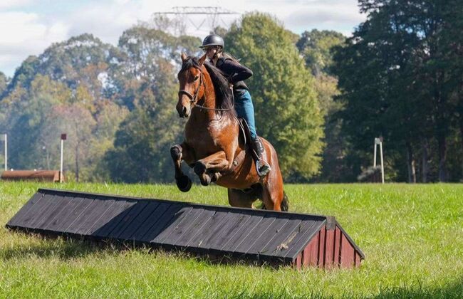 17.1h Warmblood Draft Cross Gelding (5 Years Old), Andorra, Konie na sprzedaż, London