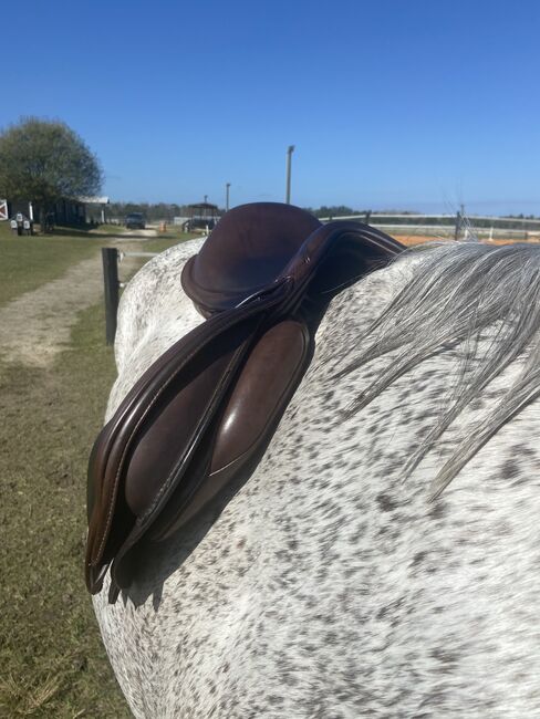 17.5 Wool Flocked Fairfax Jump Saddle, Fairfax Classic Jump Saddle, Shannon Maggio, Jumping Saddle, Winter Garden, Image 28