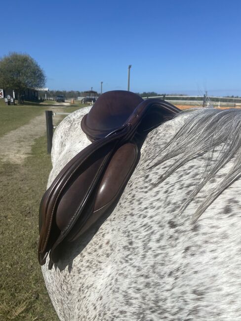 17.5 Wool Flocked Fairfax Jump Saddle, Fairfax Classic Jump Saddle, Shannon Maggio, Jumping Saddle, Winter Garden, Image 29