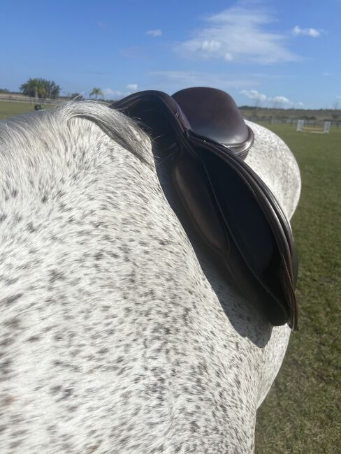 17.5 Wool Flocked Fairfax Jump Saddle, Fairfax Classic Jump Saddle, Shannon Maggio, Siodła skokowe, Winter Garden, Image 7