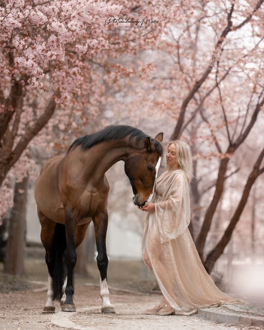 17 Jähriger Wallach, Vanessa, Pferd kaufen, Weiden in der Oberpfalz