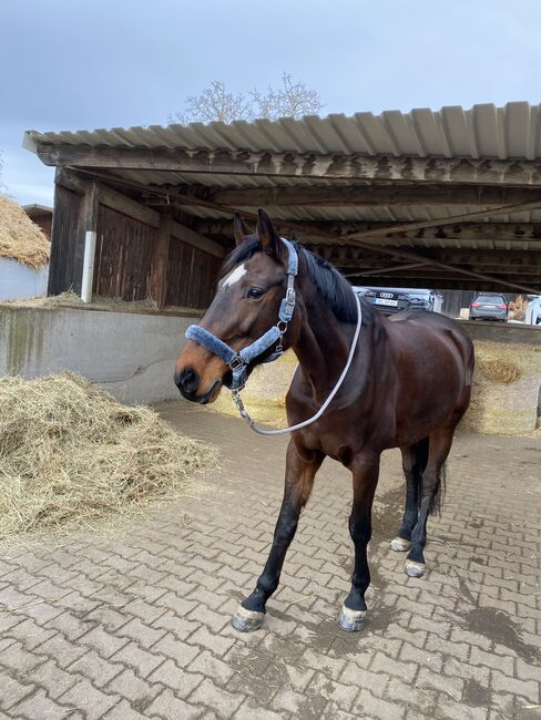17-jährige Stute zu verkaufen, Isi, Horses For Sale, Schwieberdingen, Image 2