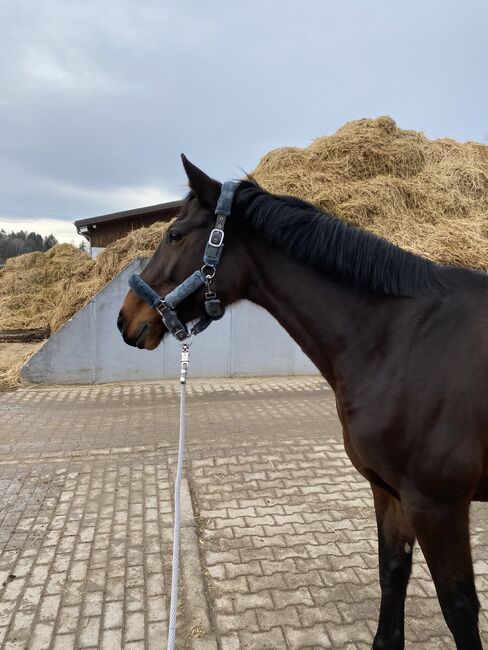 17-jährige Stute zu verkaufen, Isi, Horses For Sale, Schwieberdingen, Image 3