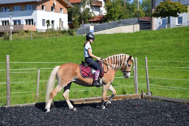 17-jährige Haflingerstute, Anna-Sophie, Horses For Sale, Frankenburg am Hausrucj, Image 3