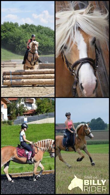 17-jährige Haflingerstute, Anna-Sophie, Horses For Sale, Frankenburg am Hausrucj, Image 7