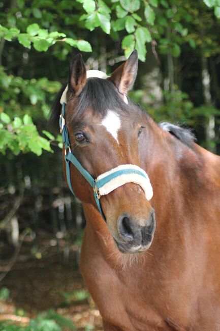 17-jährige Stute, 1,57 m, sucht passendes Zuhause, Janine Hasselbring, Horses For Sale, Bremerhaven