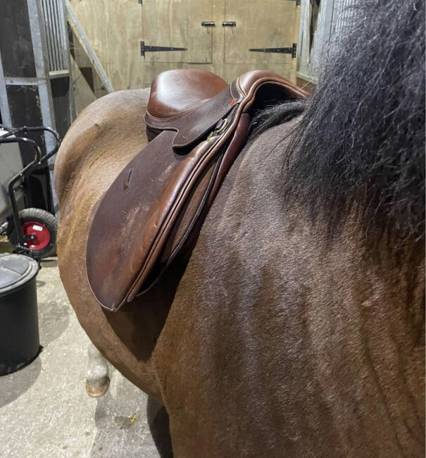 17” saddle, Antill, Gabriella pitacco, All Purpose Saddle, Selston, Image 2