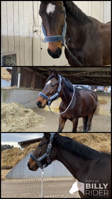 17-jährige Stute zu verkaufen, Isi, Horses For Sale, Schwieberdingen, Image 4