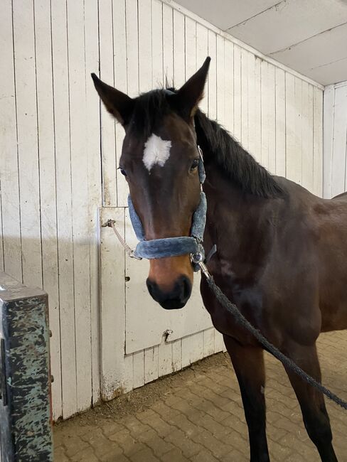 17-jährige Stute zu verkaufen, Isi, Horses For Sale, Schwieberdingen