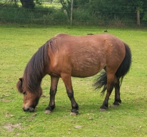 17 jährige Shetty Stute, Anja , Horses For Sale, Sönnebüll