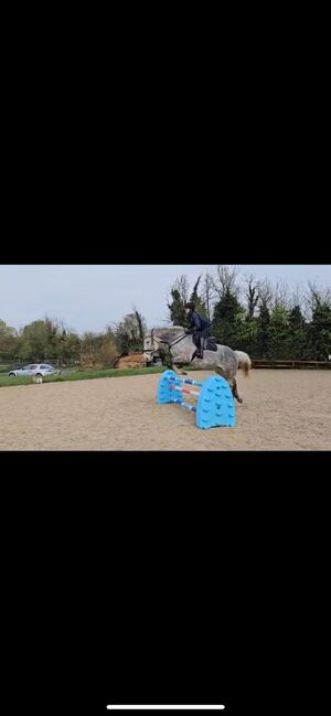 17hh ISH All rounder, Evie, Horses For Sale, Littlewick Green