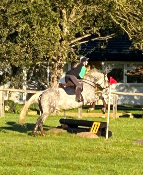 17hh ISH All rounder, Evie, Horses For Sale, Littlewick Green, Image 4