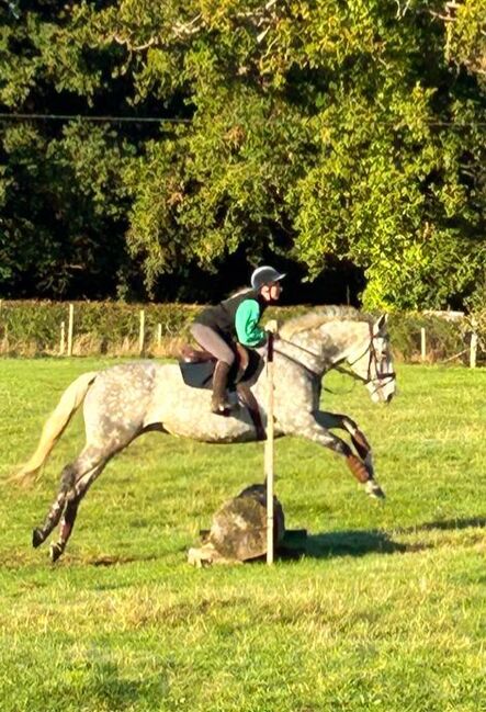 17hh ISH All rounder, Evie, Horses For Sale, Littlewick Green, Image 5