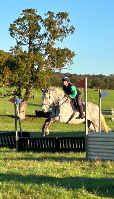 17hh ISH All rounder, Evie, Pferd kaufen, Littlewick Green, Abbildung 3