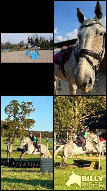 17hh ISH All rounder, Evie, Pferd kaufen, Littlewick Green, Abbildung 6