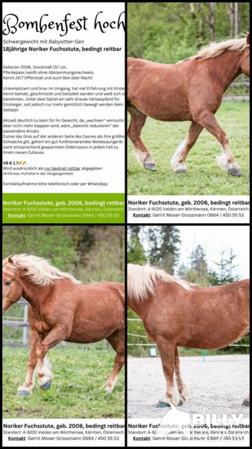 18jährige Noriker-Fuchsstute, bedingt reitbar, Andrea, Horses For Sale, Velden am Wörthersee, Image 8