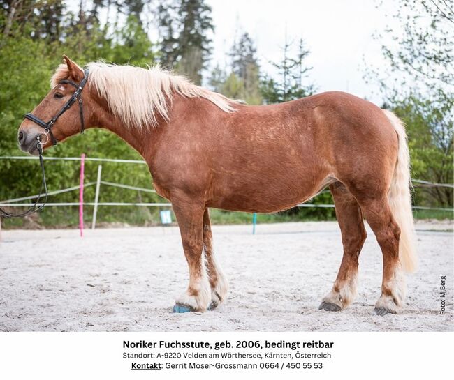 18jährige Noriker-Fuchsstute, bedingt reitbar, Andrea, Konie na sprzedaż, Velden am Wörthersee, Image 4