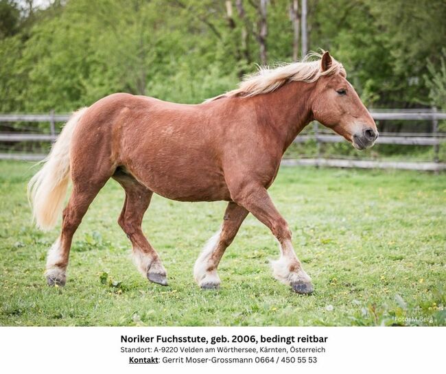 18jährige Noriker-Fuchsstute, bedingt reitbar, Andrea, Horses For Sale, Velden am Wörthersee, Image 2