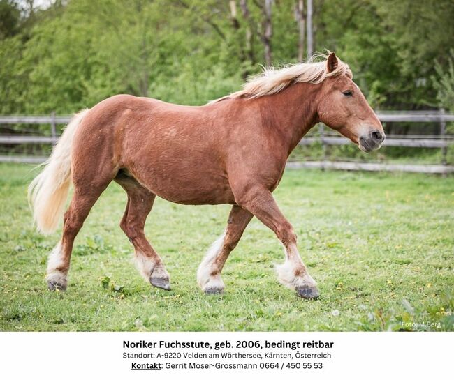 18jährige Noriker-Fuchsstute, bedingt reitbar, Andrea, Pferd kaufen, Velden am Wörthersee, Abbildung 2