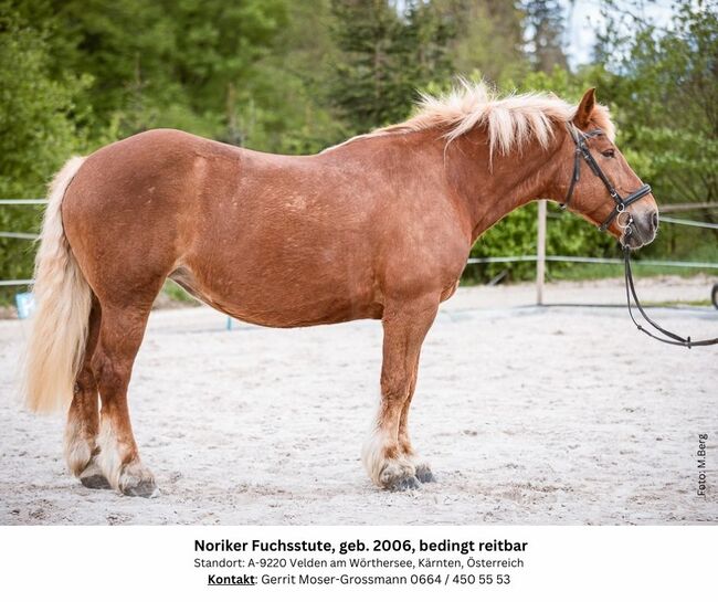 18jährige Noriker-Fuchsstute, bedingt reitbar, Andrea, Pferd kaufen, Velden am Wörthersee, Abbildung 5