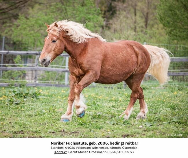 18jährige Noriker-Fuchsstute, bedingt reitbar, Andrea, Pferd kaufen, Velden am Wörthersee, Abbildung 3