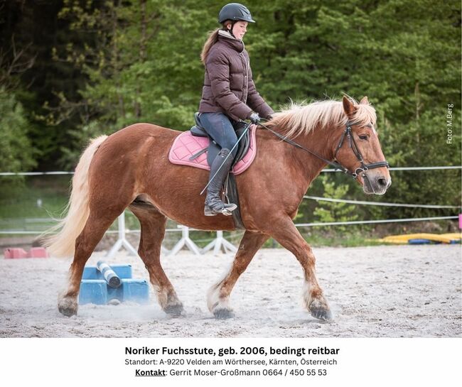 18jährige Noriker-Fuchsstute, bedingt reitbar, Andrea, Pferd kaufen, Velden am Wörthersee, Abbildung 6