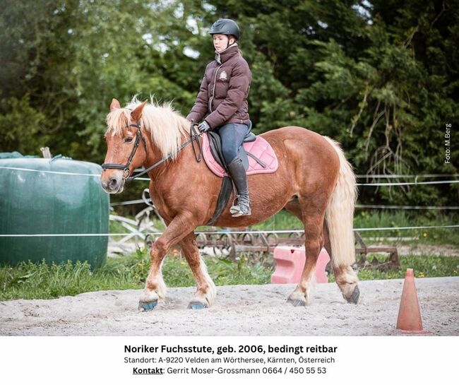 18jährige Noriker-Fuchsstute, bedingt reitbar, Andrea, Pferd kaufen, Velden am Wörthersee, Abbildung 7