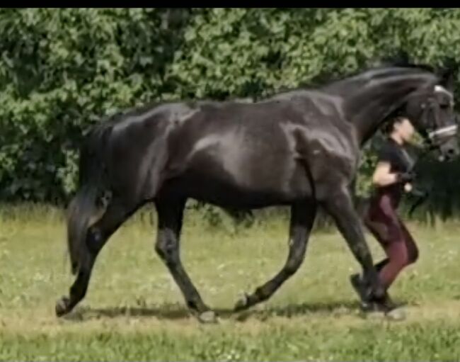 19 Jährige Hannoveraner Zuchtstute, Luisa, Horses For Sale, Velpke