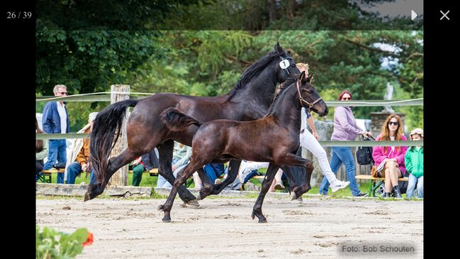 1. Prämie. Friesenhengstfohlen, Karin Steiner , Horses For Sale, St. Georgen ob Judenburg , Image 6