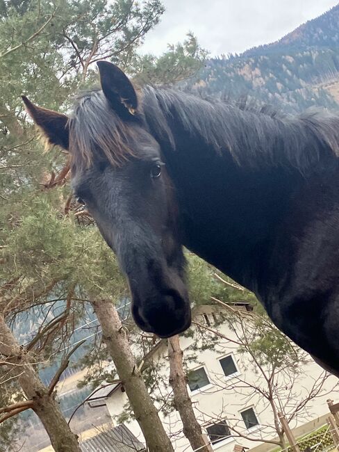 1. Prämie. Friesenhengstfohlen, Karin Steiner , Horses For Sale, St. Georgen ob Judenburg 