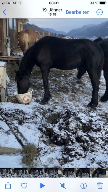 1. Prämie. Friesenhengstfohlen, Karin Steiner , Horses For Sale, St. Georgen ob Judenburg , Image 8