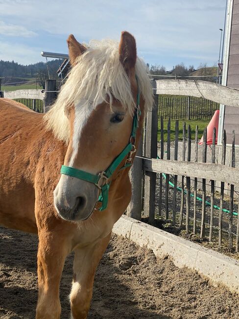 1Jähriger Haflinger Wallach, Elena Gosswiler, Pferd kaufen, Thusis, Abbildung 12