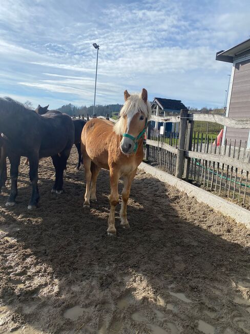 1Jähriger Haflinger Wallach, Elena Gosswiler, Pferd kaufen, Thusis, Abbildung 8