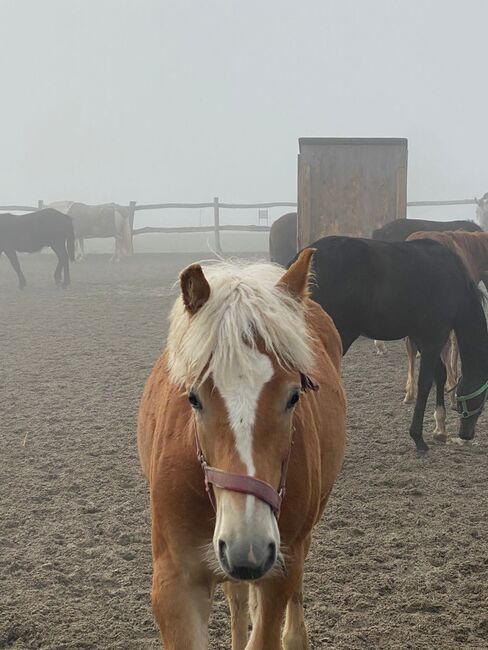 1Jähriger Haflinger Wallach, Elena Gosswiler, Pferd kaufen, Thusis, Abbildung 2