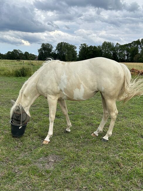 2,5 Jahre junge Palomiio Paint Horse Stute, Astrid Croft, Pferd kaufen, Langlingen, Abbildung 4