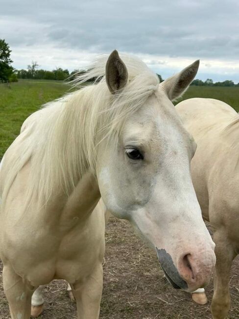 2,5 Jahre junge Palomiio Paint Horse Stute, Astrid Croft, Horses For Sale, Langlingen, Image 2