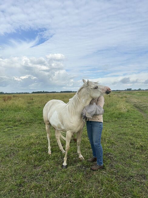 2,5 Jahre junge Palomiio Paint Horse Stute, Astrid Croft, Horses For Sale, Langlingen, Image 5