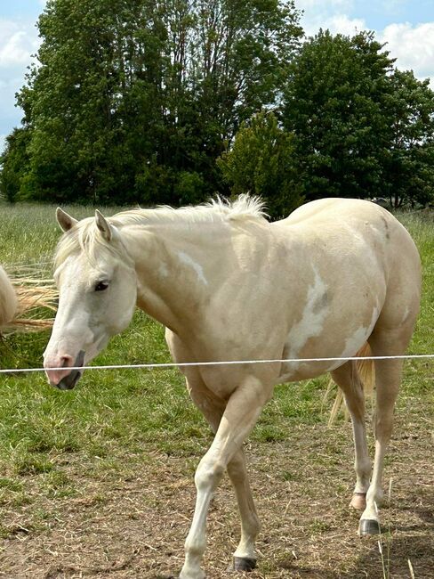 2,5 Jahre junge Palomiio Paint Horse Stute, Astrid Croft, Konie na sprzedaż, Langlingen, Image 3