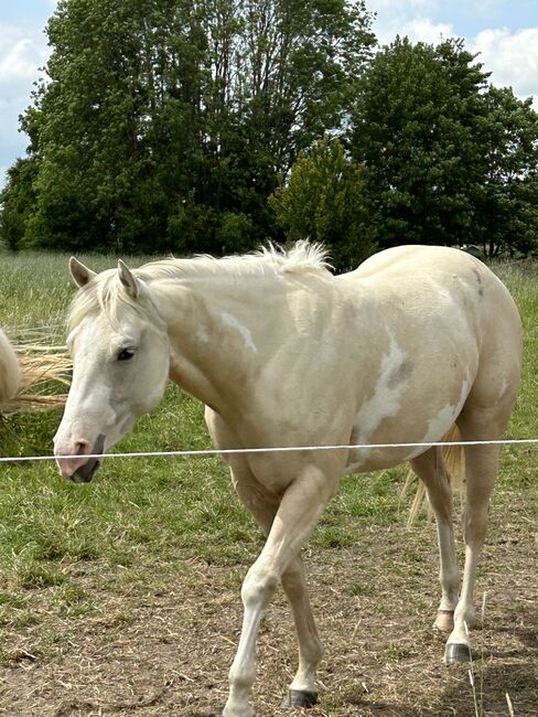 2,5 Jahre junge Palomiio Paint Horse Stute, Astrid Croft, Konie na sprzedaż, Langlingen, Image 6