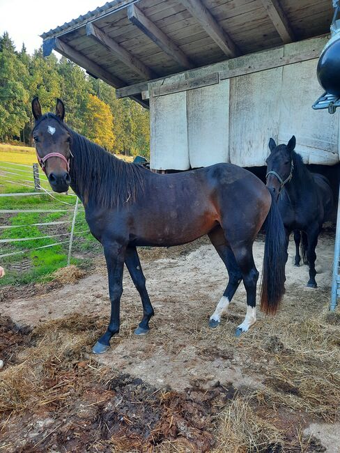 2,5 jährige springgezogene Stute von UNO 1, Laura, Horses For Sale, Grömbach 