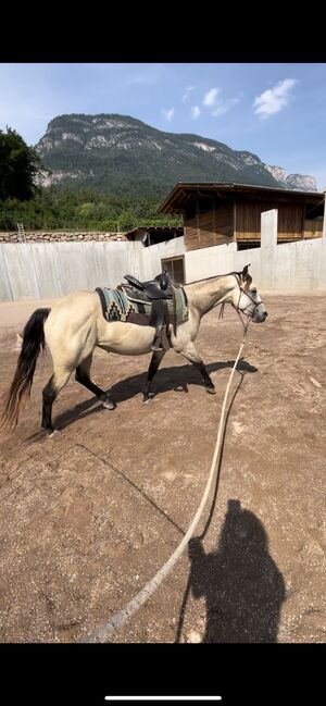 2,5j Qh Stute aus Hollywood Dun It 🌻, Amelie Liegl, Pferd kaufen, Eppan, Abbildung 4