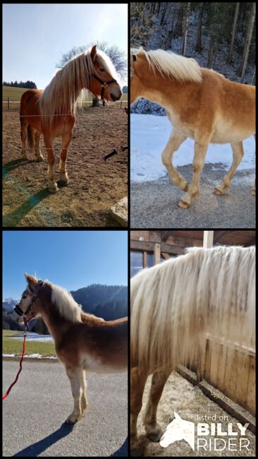 2  wunderschöne Haflinger Halbbrüder, Lisa, Horses For Sale, Neukirchen, Image 8