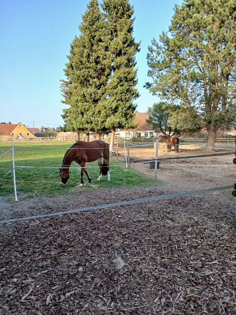 2 Boxen / Offenstall Platz, Sonja, Stallplätze, Hiddenhausen