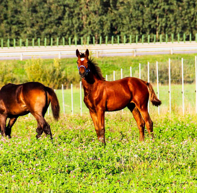 2Fohlen zu verkaufen, Rasa, Horses For Sale, Gelsenkirchen , Image 6