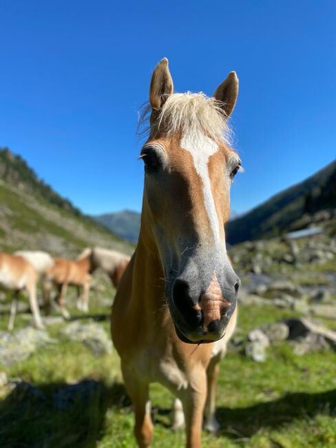 2 Haflingerstuten zu verkaufen!, Melanie , Horses For Sale, See, Image 3