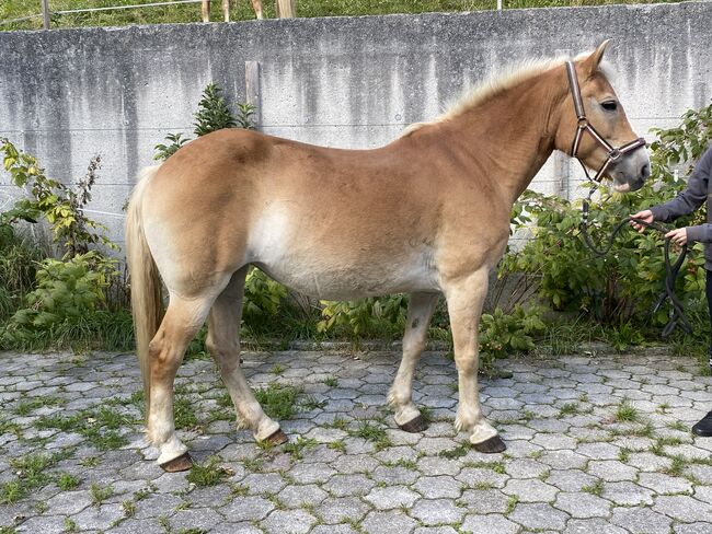 2 Haflingerstuten zu verkaufen!, Melanie , Horses For Sale, See