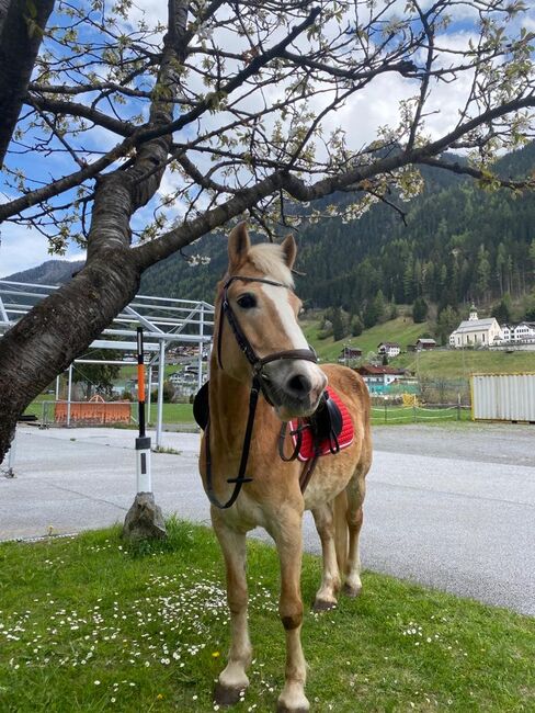 2 Haflingerstuten zu verkaufen!, Melanie , Horses For Sale, See, Image 4